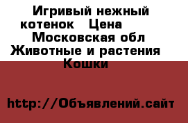 Игривый нежный котенок › Цена ­ 500 - Московская обл. Животные и растения » Кошки   